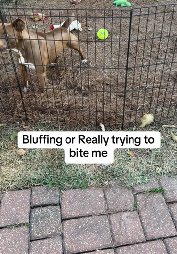 Understanding Dog Aggression vs Fear