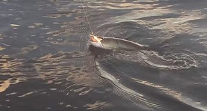Wait Until You See What Chased This Big Muskie to the Boat