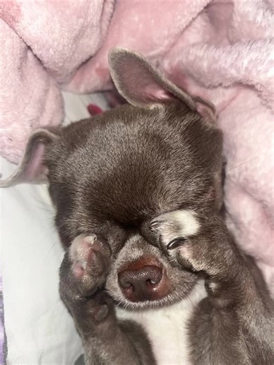 Chihuahua Sleep Behavior Explained