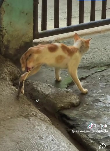 Support Needed for Original Post Creator