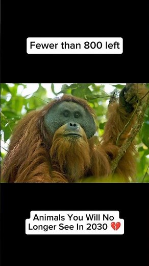 Rarest Great Ape on Earth? 🦧 Animals Extinct by 2030 Part 9