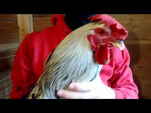 how to catch a rooster