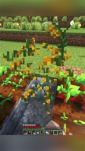 Rice In Minecraft?