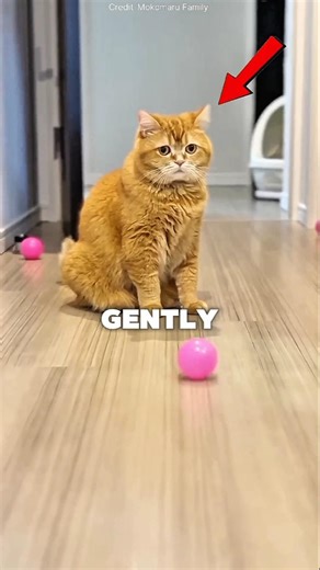 The Kindest Cat Moment❤️‍🩹#shorts