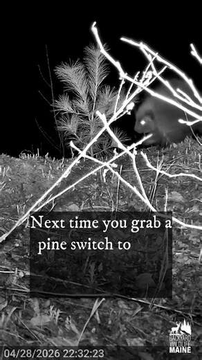 This Porcupine Owes That Tree an Apology 🌲🦔😳