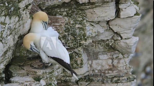 Northern Gannet, Morus bassanus, pair of birds on cliffs, Bempton Cliffs, North Yorkshire, England