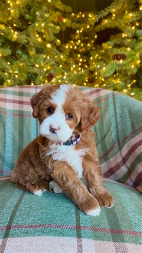 Namaste Bernedoodles on Instagram: "Christmas lights, puppy eyes, and dreams on repeat ✨🎄 #DogsofInstagram #PuppyGram #PuppyReel #FluffyPup #CutestDogEver #PuppyVibes #DogLoversClub #InstaDog #PuppyObsessed #DailyDog #perro #perros#cachorro #cachorros #Bernedoodle #BernedoodleLove #MerleBernedoodle #ChocolateMerle #BernedoodlePuppy #DoodleLife #DoodleLove #DoodleNation #BernedoodleWorld #BernedoodleCommunity"