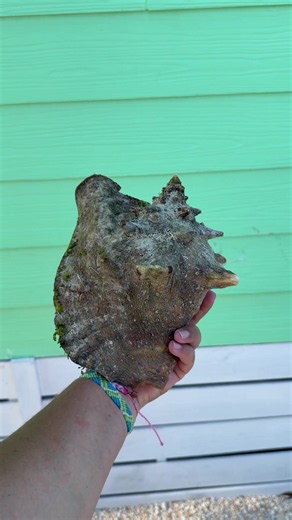 Queen Conch Shell Before and After Cleaning – Florida Keys Shelling