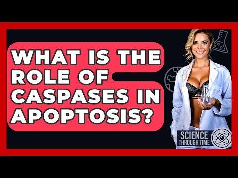 What Is The Role Of Caspases In Apoptosis? - Science Through Time