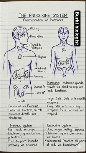 Human endocrine system