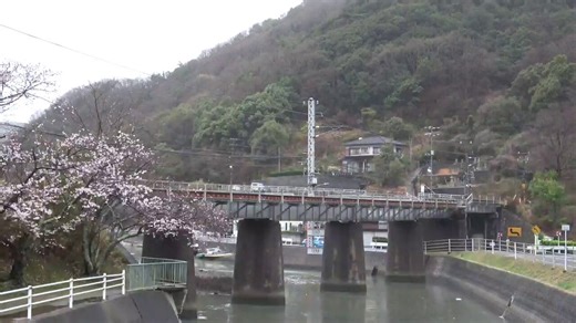 2026.3.31赤穂線寒河駅と第2寒河橋梁大雨が降って桜が落ちちゃうかと思ってたけど落ちなくてよかったー。風が凄くて傘が飛ばされそうでした#赤穂線を利用しよう