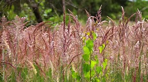 Festuca rubra is a species of grass known by the common name red fescue or creeping red fescue. It is widespread across much of the Northern Hemisphere and can tolerate many habitats and climates.