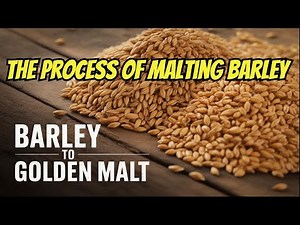 MALTING BARLEY DEEPLY EXPLAINED