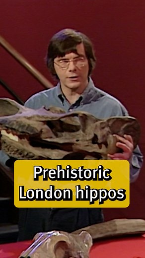 682K views · 10K reactions | Prehistoric hippos used to roam Trafalgar Square 150,000 years ago 鍊 Palaeontologist Simon Conway Morris uncovered the fascinating secrets of fossils and bones during his 1996 Christmas Lectures. Watch the whole series here: rigb.org/explore-science/explore/video/history-our-bones-staring-abyss-1996 | Royal Institution of Great Britain | Facebook