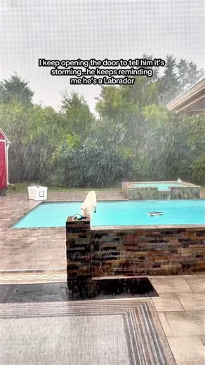 Swimming in the Rain: A Labrador's Delight