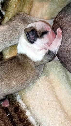 1K views · 49 reactions | Little tiny pug nugget getting her extra feeding #pugpuppy | Pug Mugs | Facebook