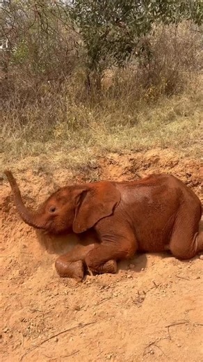 Sheldrick Wildlife Trust on Instagram: "Everything Kaikai does, she does at speed. This includes the transition from run-to-rest — a little sprint quickly transforms into an impromptu siesta! — Kaikai is here today because of supporters like you. Rescued as a newborn orphan, she will have a home with us until she is ready to reclaim her place in the wild — a process that may take upwards of a decade. Learn more about Kaikai and perhaps support her through an adoption: sheldrickwildlifetrust.org/