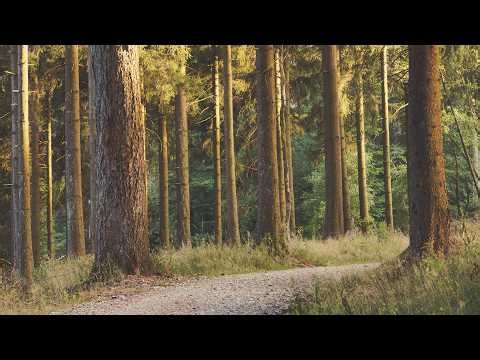 🌳 4K - Relaxing Nature Sounds For Stress Relief, Forest Sounds, Bird Song, No AI