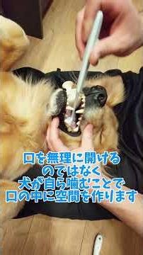 人間でも犬でも歯周病の予防は99%『歯垢の物理除去』