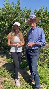 Here's a quick interview between McLean Family Farms' very own CPO (Chief Peach Officer), Benny McLean, and his granddaughter, Michaela. Find out why our "no grazing fee" brings a smile to Benny's face each day out in our U-Pick. Be sure to come say "hi" to Benny and his grandkids at our U-Pick organic peach orchard the rest of this week! See you on the farm! | McLean Family Farms
