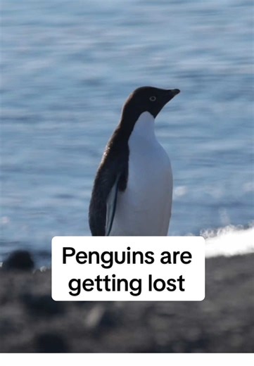 Why Are Penguins Getting Lost Far From Home?
