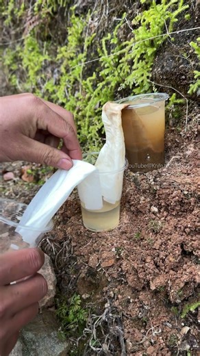 Capillary action experiment you can do at home!