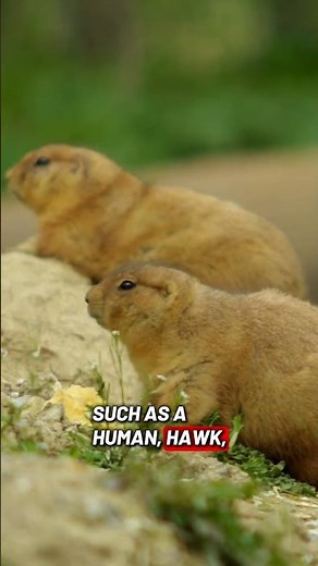 Prairie Dogs Can Describe Predators With Sound | Animal Communication #prairiedog #stem