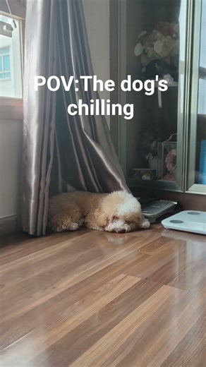 The dog's chilling#memes