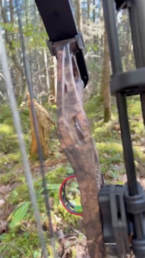 best time of the year #canada #moosehunt #archery #moosehunt