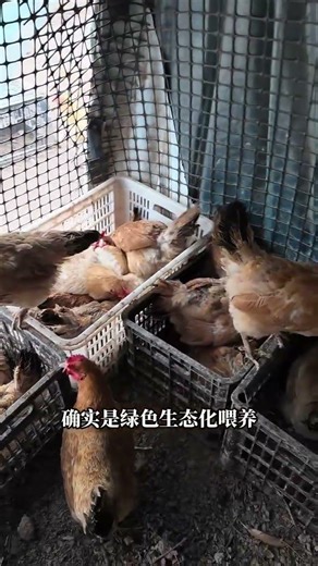 Green Chicken Farm Tour: Eco-Friendly Breeding Unveiled