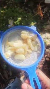 Making Nutrient-Rich Compost Using Kitchen Waste