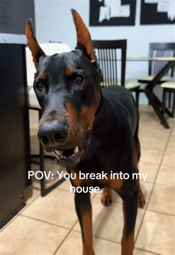 Security system activated. #doberman #dogsoftiktok #security #guarddog