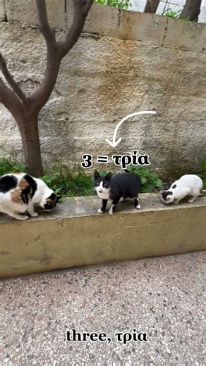 Counting Cats - Greek #learngreek #greeklanguage #lexilab