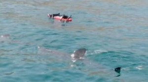 I'm an adventurer - here's everything you need to find sharks in Ireland