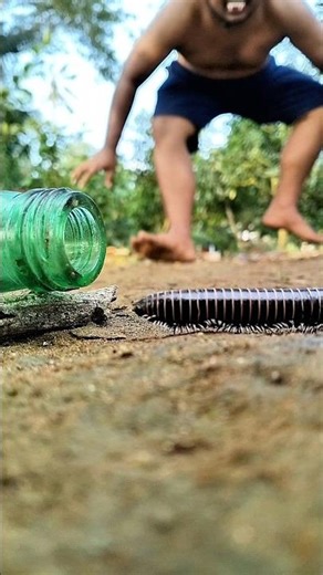 Don’t make a sound! Because yellow centipedes really love fruit-flavored jelly #millipede