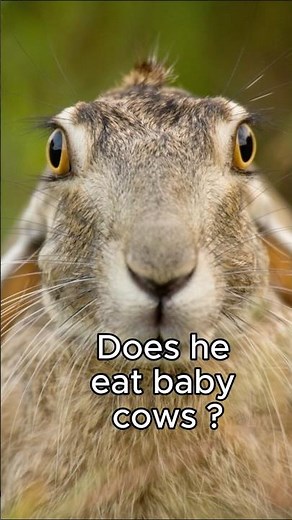 Do jackrabbits eat baby cows ? #animals#rabbit #wow #interesting #facts #theory
