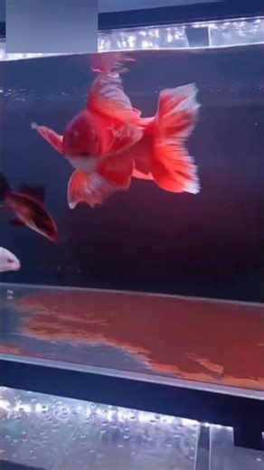 "Warning! This Fish Attacks Humans!"When your fish dance too hungry! 😅