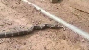 WATCH: King Cobra Devours Python In Odisha’s Angul