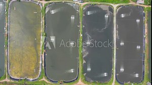 Power windmills flow oxygen into the pond. Aerial view of shrimp farmland countryside. The landscape of aquaculture environmental agriculture farm.