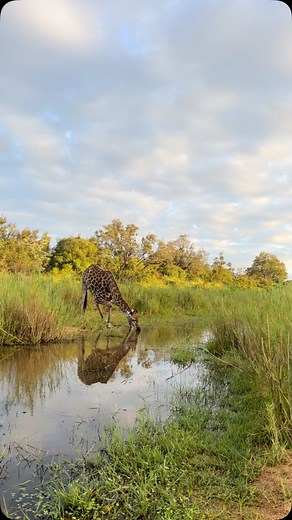 What an amazing sighting and opportunity to see this giraffe drink! A rare sighting as they are rather skittish when it comes to drinking water 🦒 | Jacques Schutte Wildlife