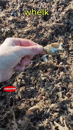 Whelk Shell Surprise in Seaweed! Beachcombing Find at Fraisthorpe UK