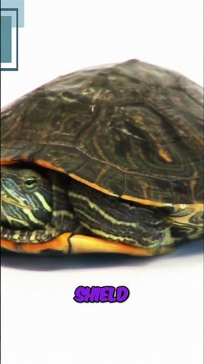 Turtle Shell Secrets: Nature's Ancient Armor
