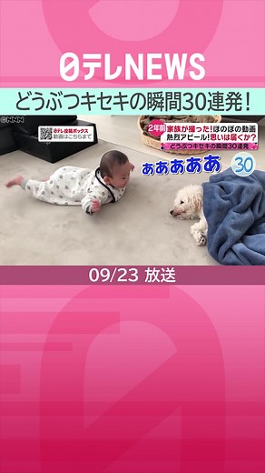 視聴者の投稿動画、#動物園 がネットで公開している動画、YouTubeから厳選した映像集の第2弾！今回は「家の壁から#子猫 を救出」「二足歩行の#ラッコ 」「#オンチ なウグイス」「散歩途中に#イヌ の変なクセ」などなど、お宝映像を30連発でお届けします。#日テレnews #tiktokでニュース