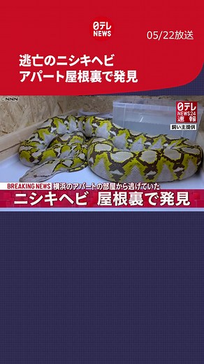 横浜市アパートで見つかったアミメニシキヘビ