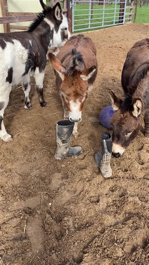 It’s always playtime with these guys! 😂🤗 #smallholding #author #donkey #donkeyoftiktok #play