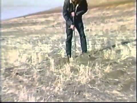 How to Manage Pocket Gophers