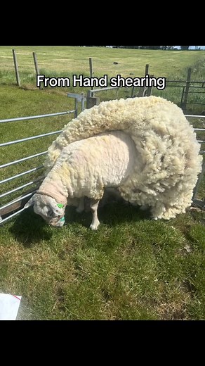 It’s all done in house here at Red Rock Flock. Life is busy and often means things take time from prep to sheep care I do it all ! And what a joy to do it is. #sheep #shetlandsheep #wool #shetlandwool #nativebreed #sheepsheep #northronaldsaysheep #spinning #handspun #handspunyarn #handspunwool #handspinning #yarnaddict #yarnlover #smallbusinesssupportingsmallbusiness #smallbuisness #smallbusinessowner | Red Rock Flock