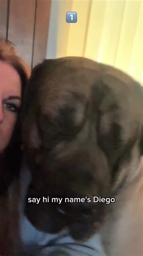 Introducing the Adorable Baby Mastiff