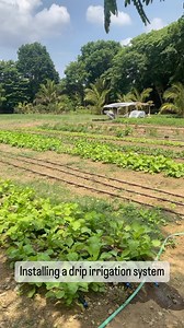 275 reactions · 20 shares | Our Drip Irrigation Installation Service Successfully installed drip irrigation here at Alfonso, Cavite, in a farm that practices regenerative farming. With this technology, the farm owners are able to conserve water and save time to focus on other farm activities. #dripirrigation #farmyieldsconsulting #farmyieldsph #farmconsultancy #farmconsultantph | CoGrow PH | Facebook