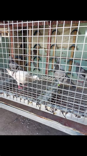 My Simple Pigeon Loft Renovation ♥️